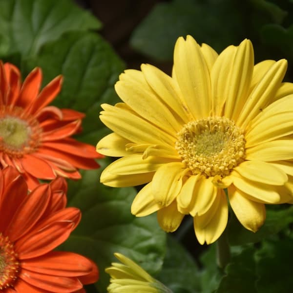 Gerbera Bouquet