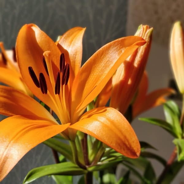 Orange Asiatic Lily