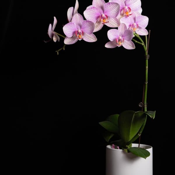 Phalaenopsis Orchid Plant
